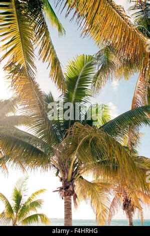 mujeres webcam 4|Isla Mujeres, Mexico